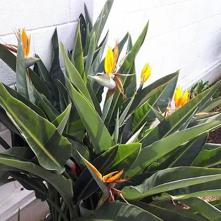 Apartamento Tranquilo En Una Casa Con Jardin La Laguna  Exterior photo